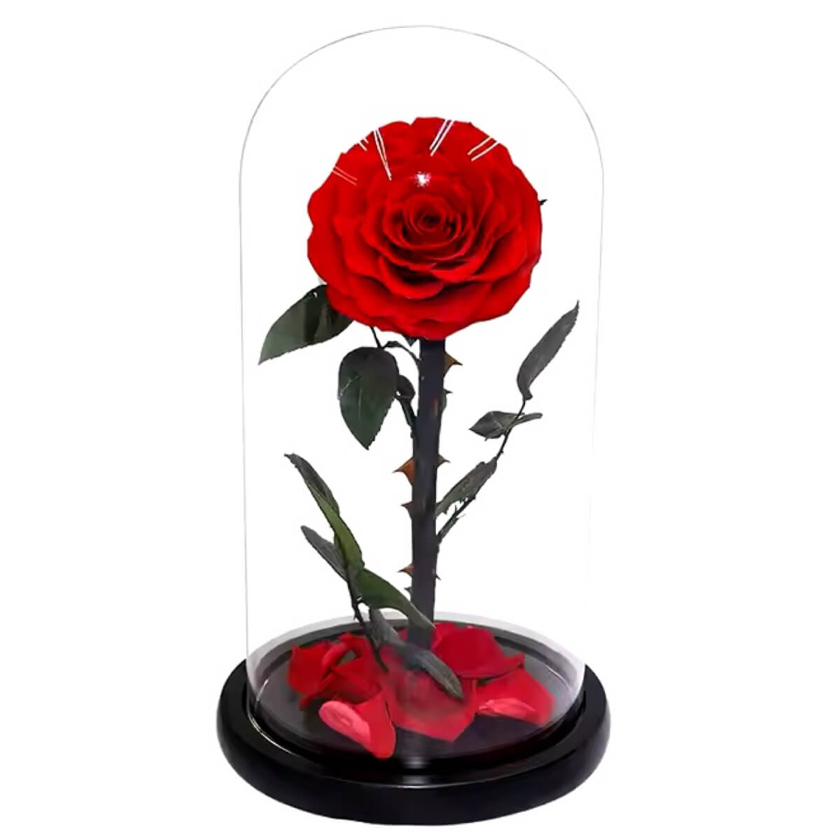 Trandafir Criogenat bella rosu in cupola sticla 10x20cm, cu mesaj - Trandafir - Criogenat.ro