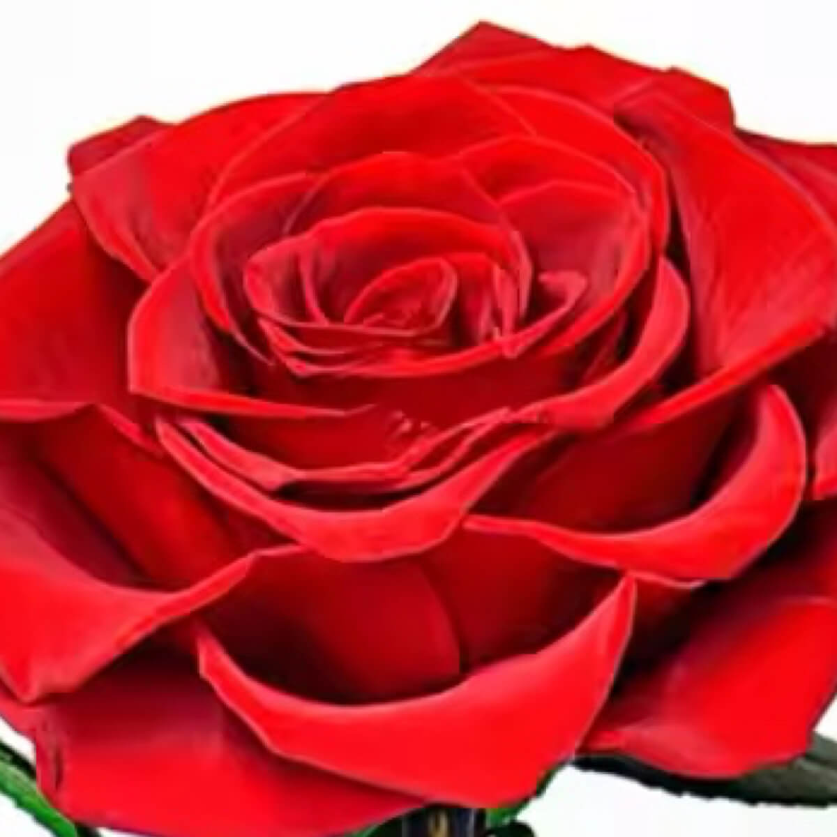 Trandafir Criogenat bella rosu in cupola sticla 10x20cm, cu mesaj - Trandafir - Criogenat.ro