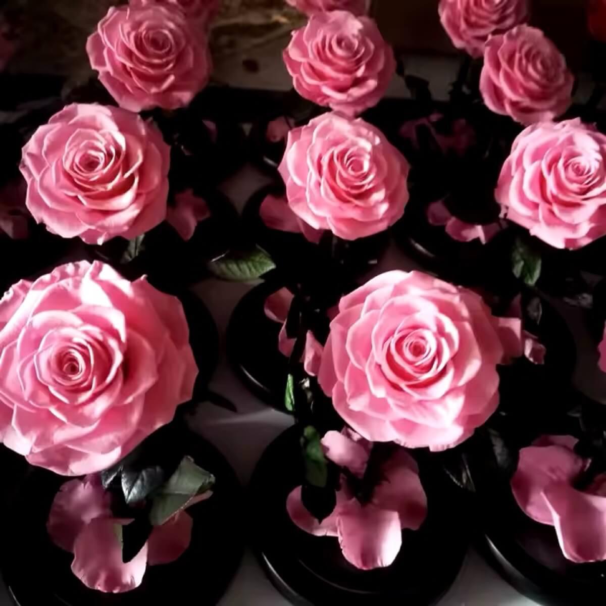 Trandafir Criogenat Bella Roz In Cupola De Sticla Cu Mesaj Personalizat 10x20cm - Trandafir - Criogenat.ro