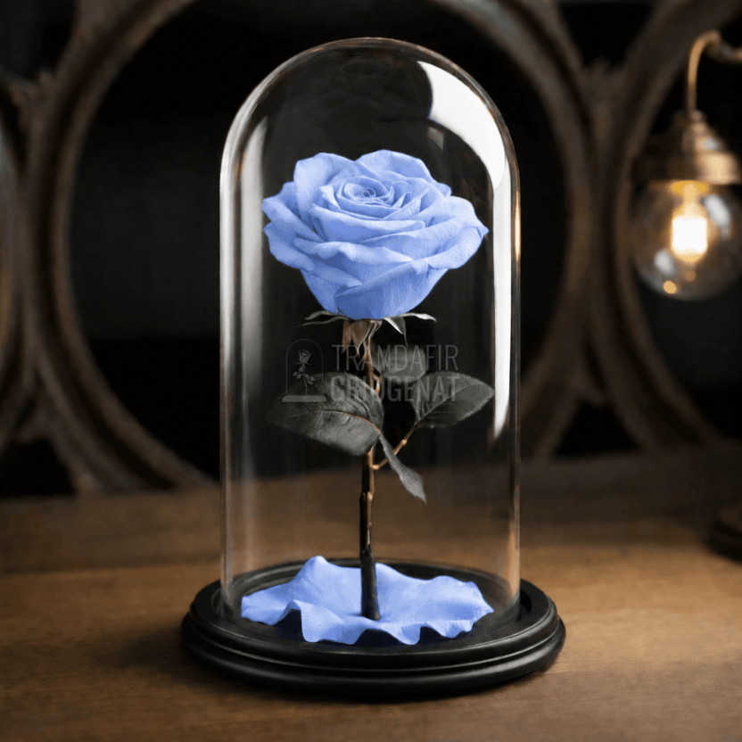 Trandafir criogenat bleu în cupolă de sticlă 10 × 20 cm, cu mesaj - Trandafir-Criogenat.ro