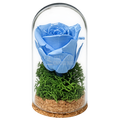 Trandafir criogenat bleu în mini cupolă de sticlă 5 × 9,5 cm - Trandafir-Criogenat.ro