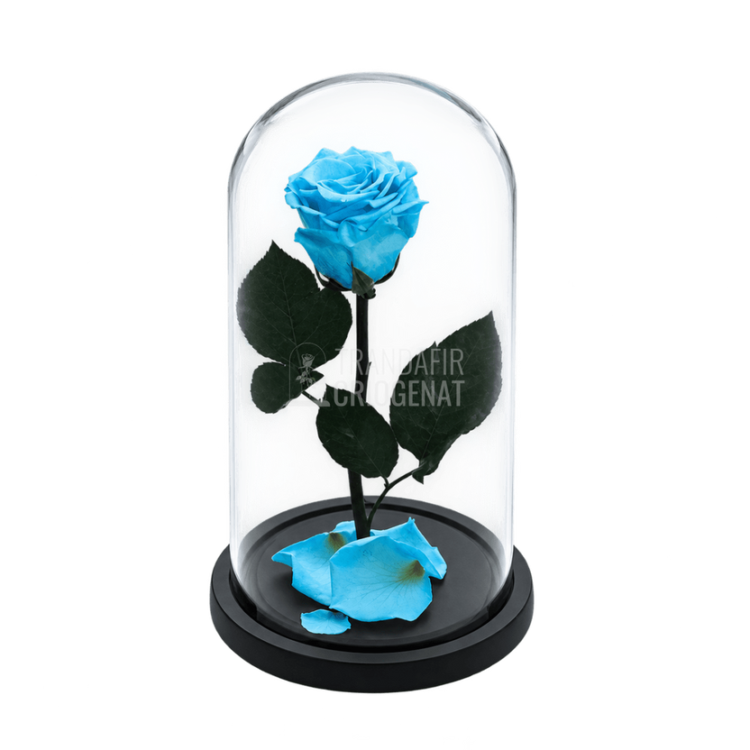 Trandafir criogenat bleu și turcoaz în cupolă de sticlă 12 × 25 cm, cu mesaj - Trandafir-Criogenat.ro