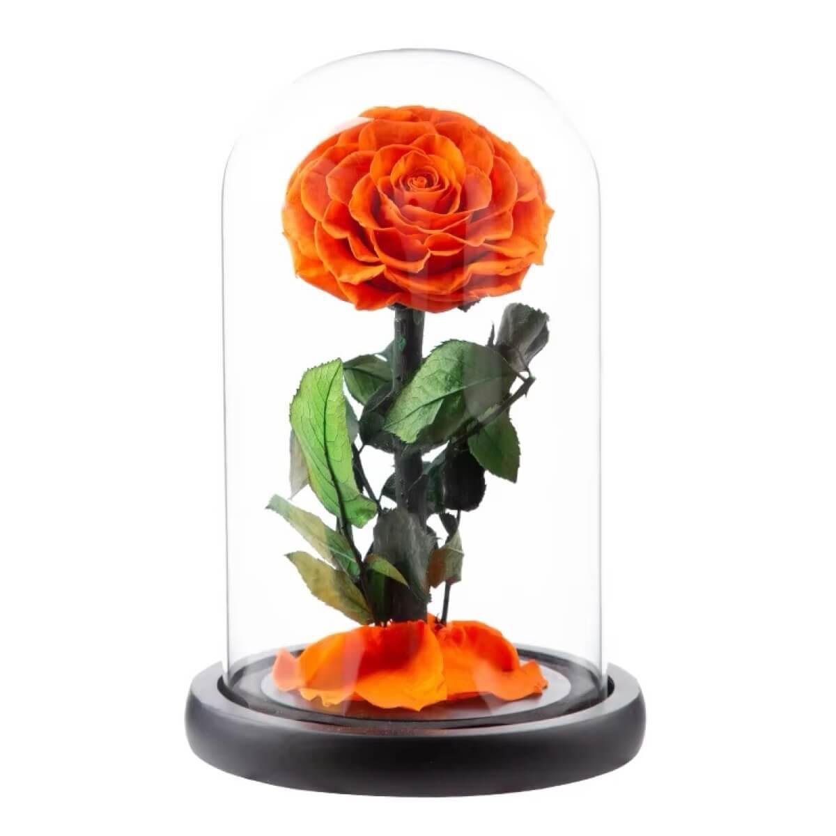 Trandafir Criogenat Bonita Cupola Sticla Cadou Etern Mesaj Personalizat - Trandafir - Criogenat.ro