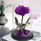 Trandafir Criogenat Bonita Purpuriu Diametru 9,5 cm în Cupolă Elegantă 15x25 cm - Trandafir - Criogenat.ro