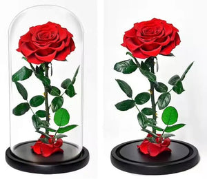 Trandafir Criogenat Bonita Rosu Cadou Eterna Dragoste Pana La 25 Ani Cupola - Trandafir - Criogenat.ro