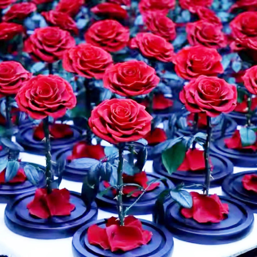 Trandafir Criogenat Bonita Roșu Cupolă Sticlă Mesaj Personalizat Diametru 9,5 Cm - Trandafir - Criogenat.ro