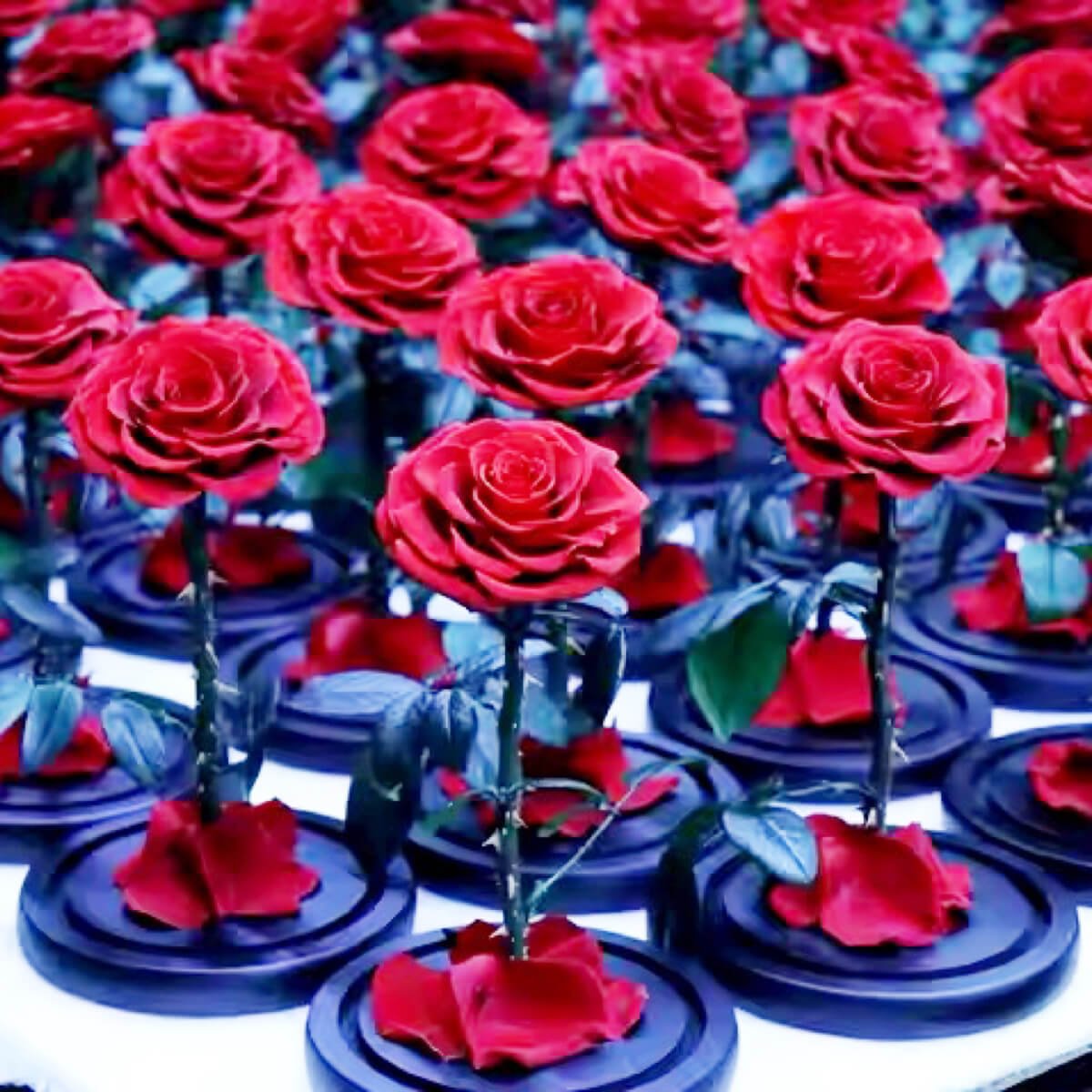 Trandafir Criogenat Bonita Roșu Cupolă Sticlă Mesaj Personalizat Diametru 9,5 Cm - Trandafir - Criogenat.ro