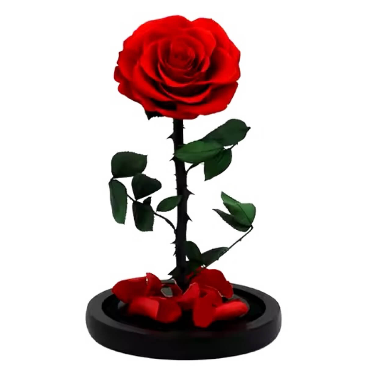 Trandafir Criogenat Bonita Roșu În Cupolă De Sticlă Cu Mesaj Personalizat - Trandafir - Criogenat.ro