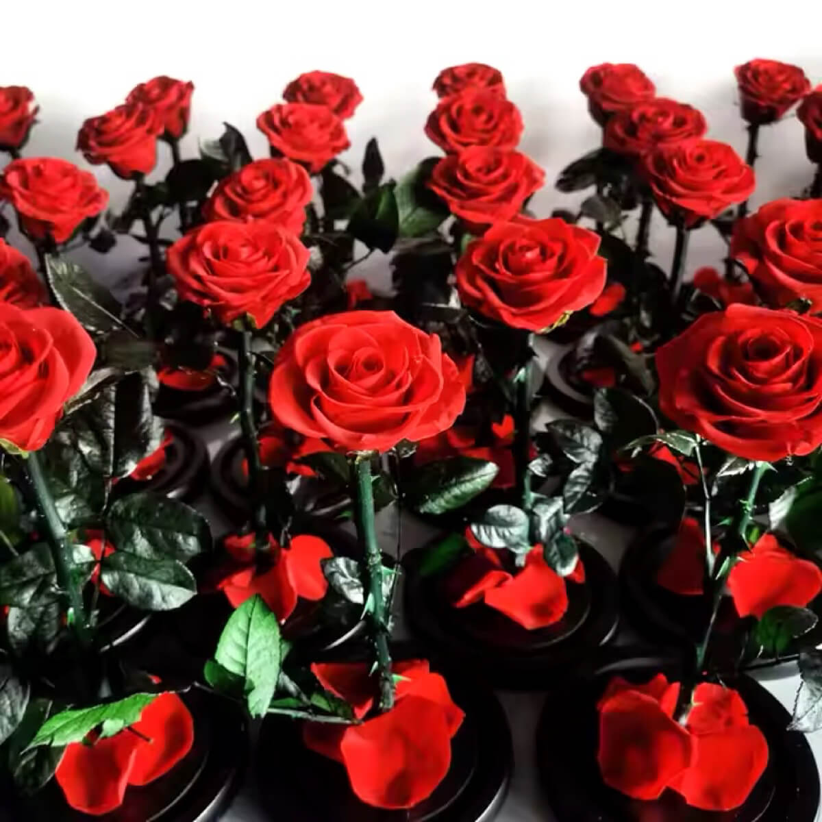 Trandafir Criogenat Bonita Roșu În Cupolă De Sticlă Cu Mesaj Personalizat - Trandafir - Criogenat.ro