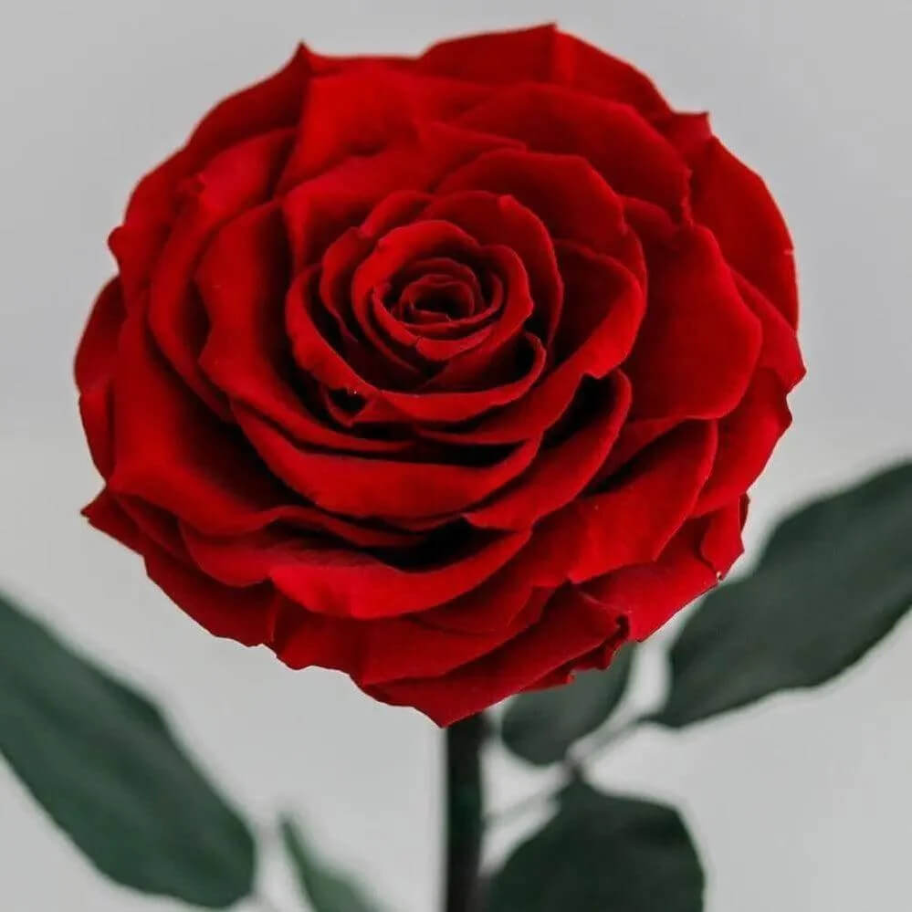 Trandafir Criogenat Bonita Roșu În Cupolă Elegantă Diametru 9,5 cm 15x25 cm - Trandafir - Criogenat.ro