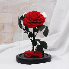 Trandafir Criogenat Bonita Roșu În Cupolă Elegantă Diametru 9,5 cm 15x25 cm - Trandafir - Criogenat.ro