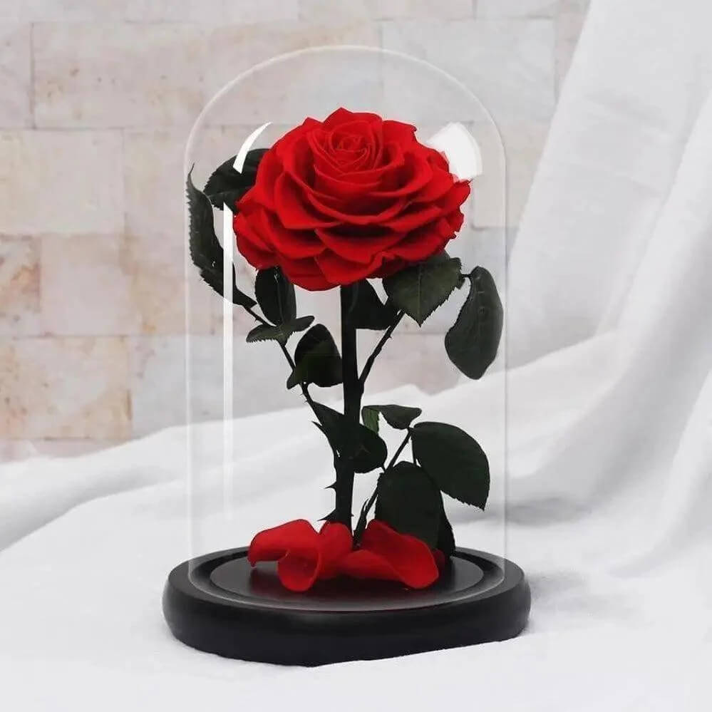 Trandafir Criogenat Bonita Roșu În Cupolă Elegantă Diametru 9,5 cm 15x25 cm - Trandafir - Criogenat.ro