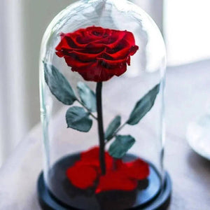 Trandafir Criogenat Bonita Roșu În Cupolă Elegantă Diametru 9,5 cm 15x25 cm - Trandafir - Criogenat.ro