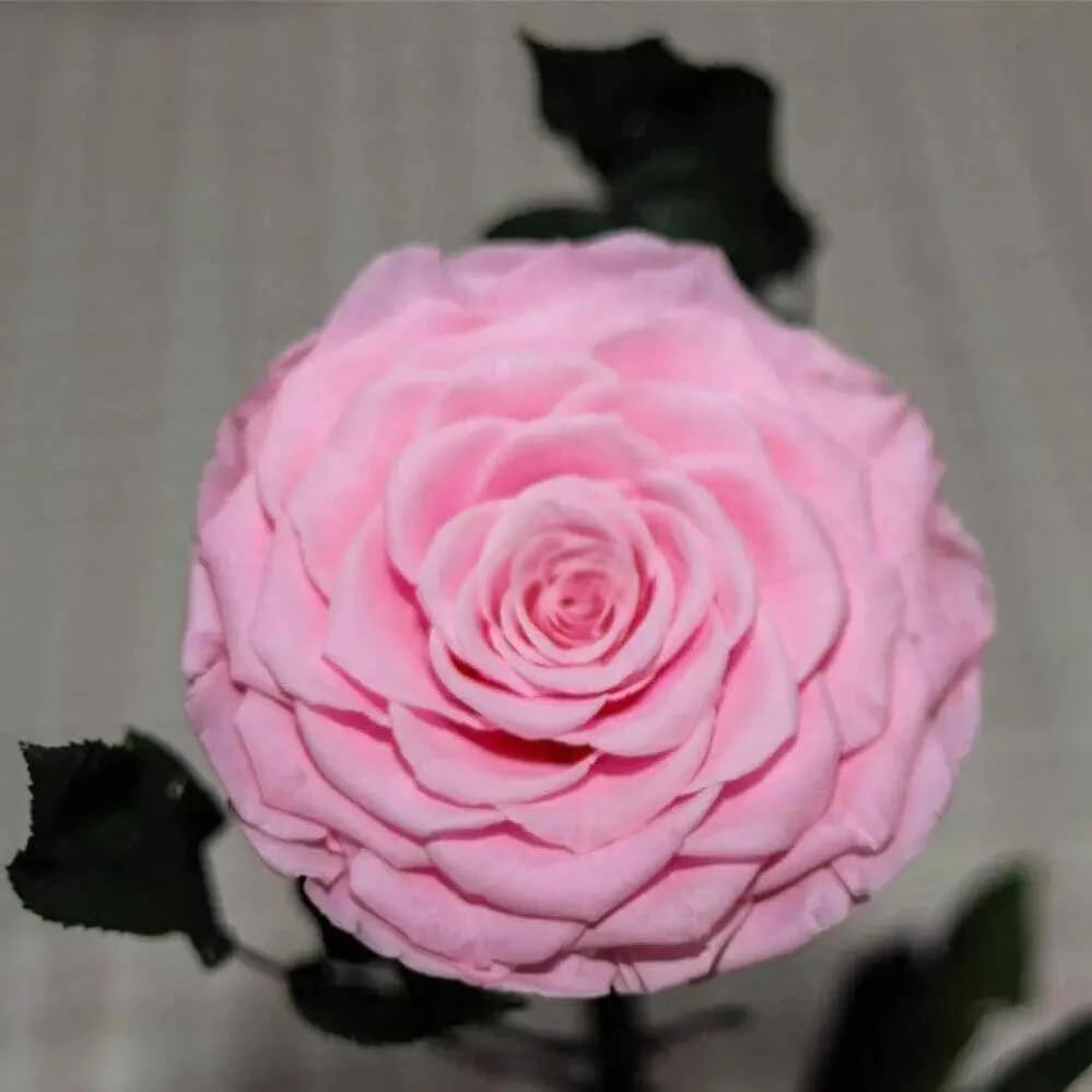 Trandafir Criogenat Bonita Roz în Cupolă Elegantă de Sticlă 15x25cm Cadou Ideal - Trandafir - Criogenat.ro