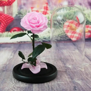 Trandafir Criogenat Bonita Roz În Cupolă Elegantă Iluminare LED Diametru 9,5 Cm - Trandafir - Criogenat.ro
