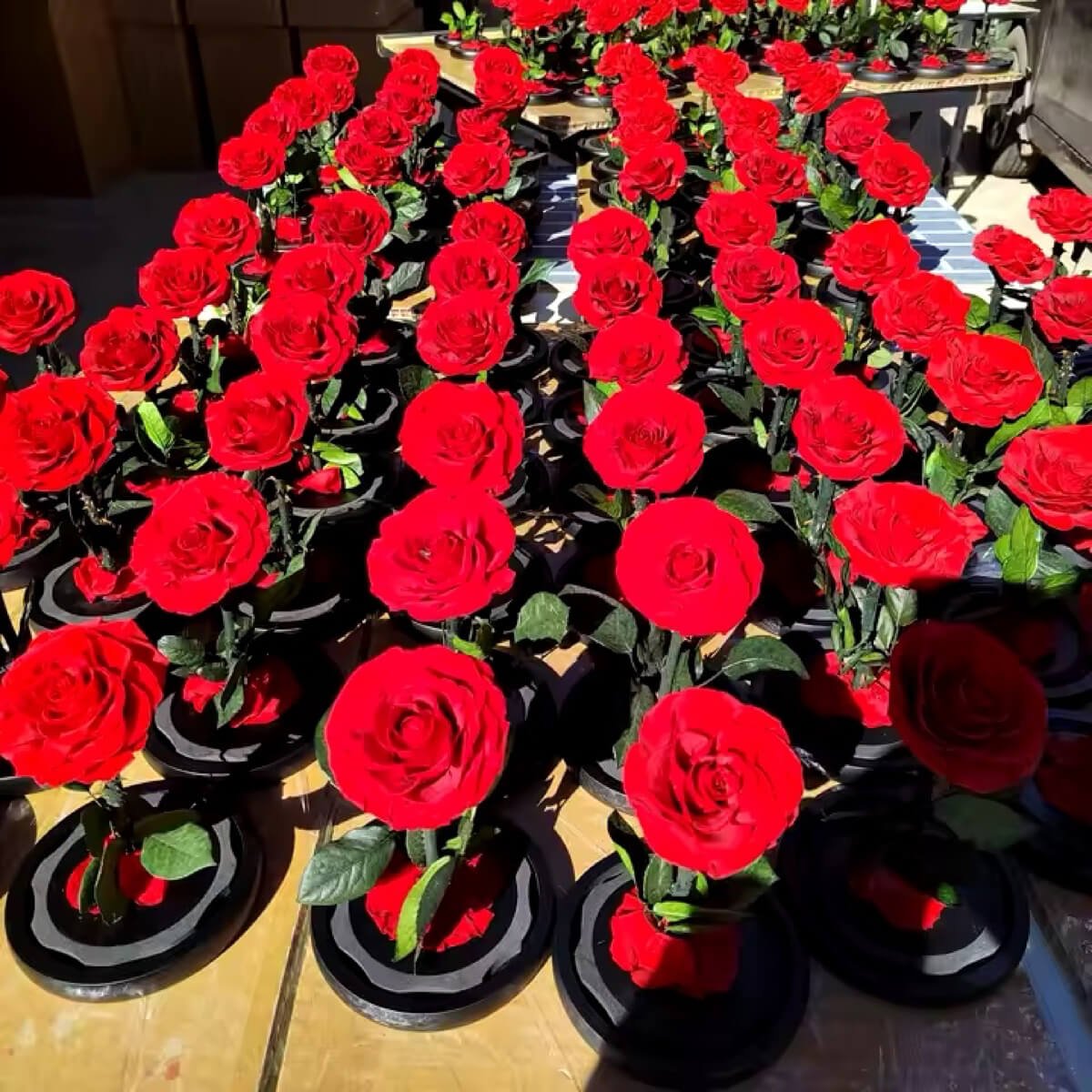 Trandafir Criogenat Elegant Bella Roșu Sub Cupolă de Sticlă Cadou Perfect - Trandafir - Criogenat.ro