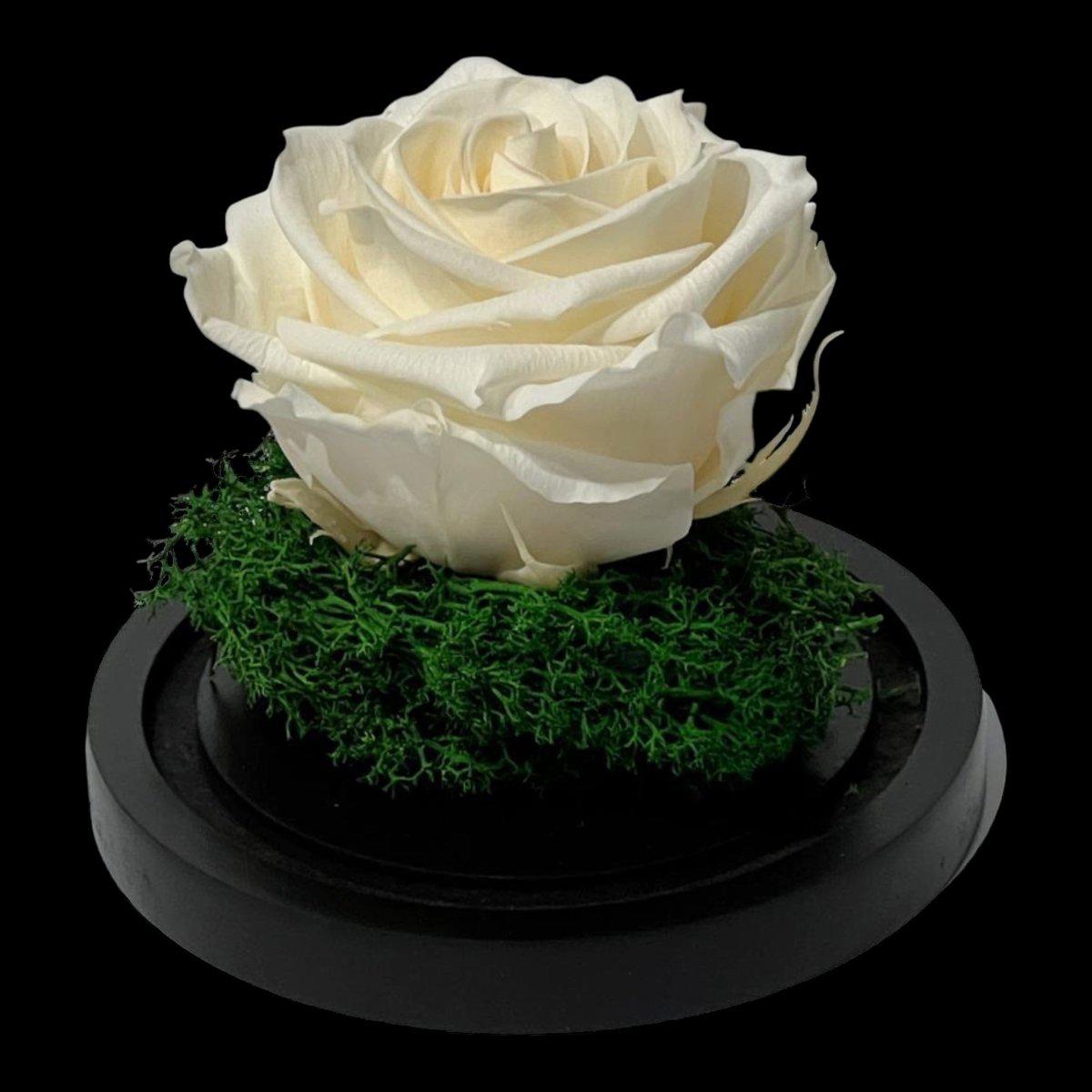 Trandafir Criogenat Elegant Cupolă De Sticlă Floare Nemuritoare Cadou Pentru Ea - Trandafir - Criogenat.ro