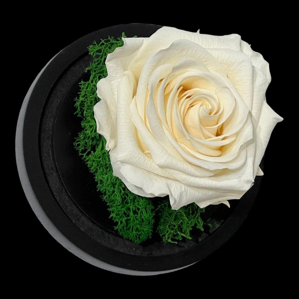 Trandafir Criogenat Elegant Cupolă De Sticlă Floare Nemuritoare Cadou Pentru Ea - Trandafir - Criogenat.ro