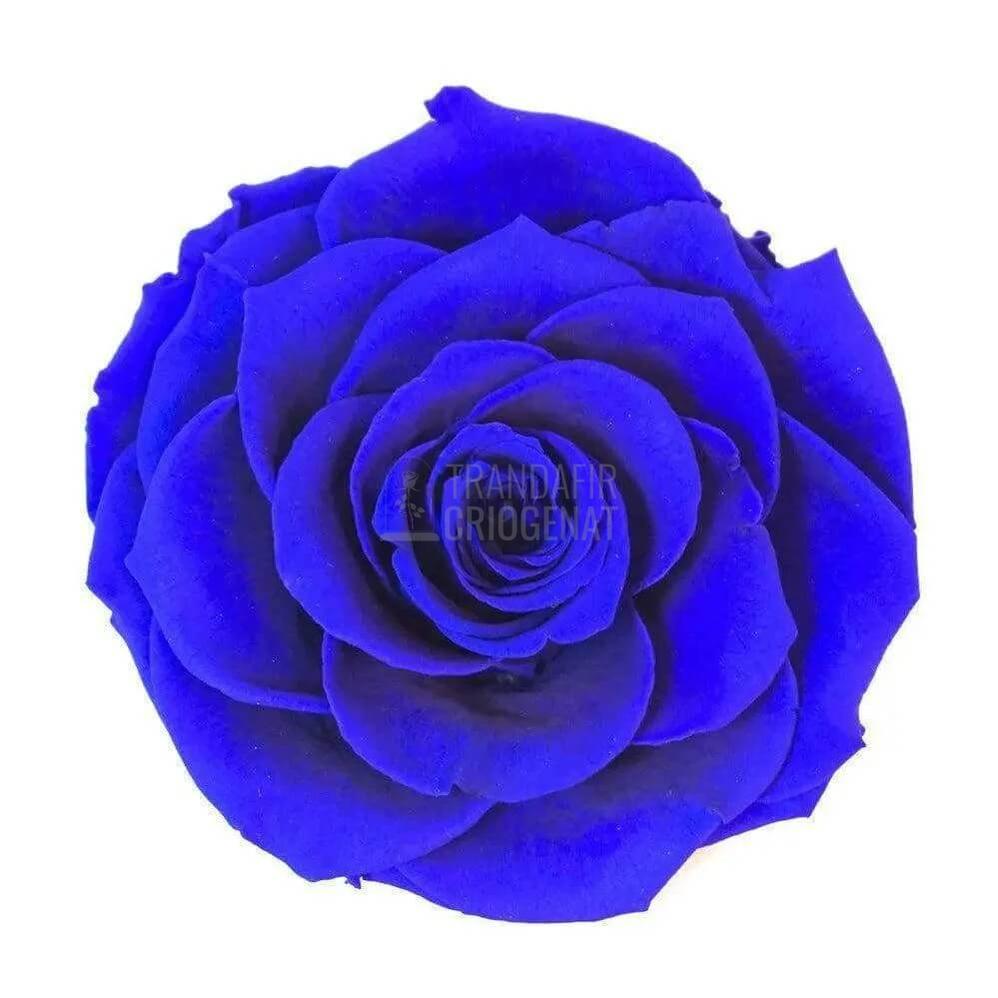 Trandafir Criogenat Etern Bella Albastru Cupolă Sticlă Pe Suport Lemn 12x25 Cm - Trandafir - Criogenat.ro