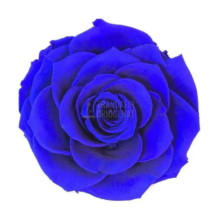 Trandafir Criogenat Etern Bella Albastru Cupolă Sticlă Pe Suport Lemn 12x25 Cm - Trandafir - Criogenat.ro