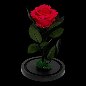 Trandafir Criogenat Etern Premium Roz Inchis In Cupola De Sticla Diametru 8 Cm - Trandafir - Criogenat.ro