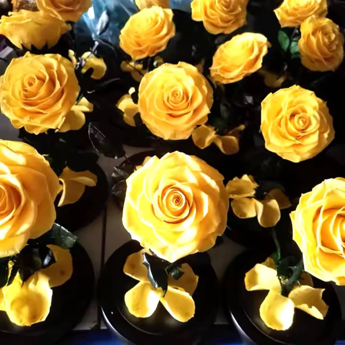 Trandafir Criogenat Galben Bonita Cupolă de Sticlă cu Mesaj Personalizat Cadou - Trandafir - Criogenat.ro