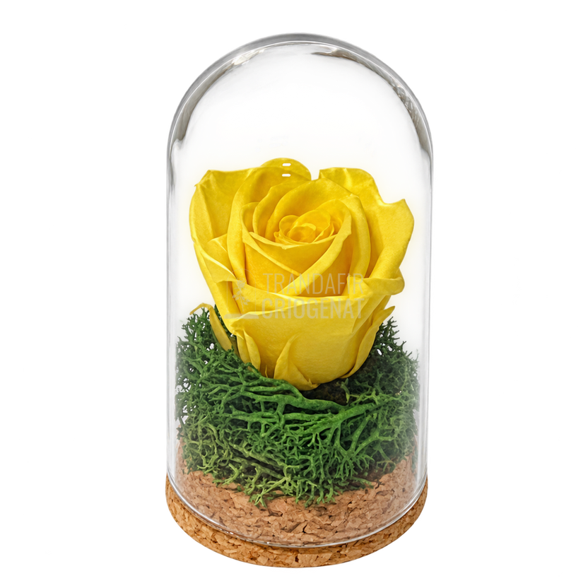 Trandafir criogenat galben în mini cupolă de sticlă 5 × 9,5 cm - Trandafir-Criogenat.ro