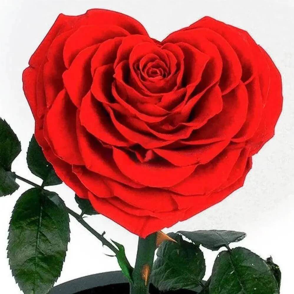 Trandafir Criogenat Inimă Roșie 9cm Diametru Sub Cupolă De Sticlă 15x25cm Cadou - Trandafir - Criogenat.ro