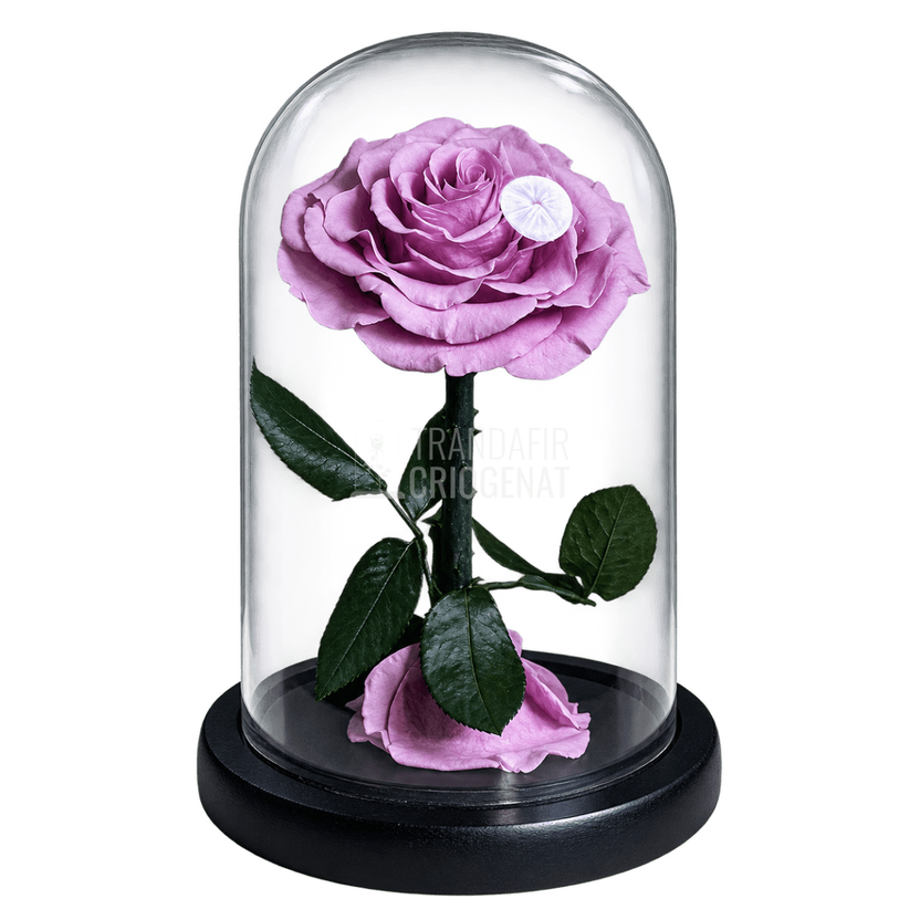 Trandafir criogenat lila Bonita în cupolă de sticlă 15 × 25 cm, cu mesaj - Trandafir-Criogenat.ro