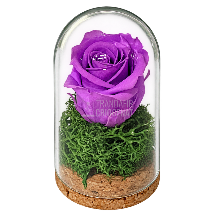 Trandafir criogenat lila în mini cupolă de sticlă 5 × 9,5 cm - Trandafir-Criogenat.ro