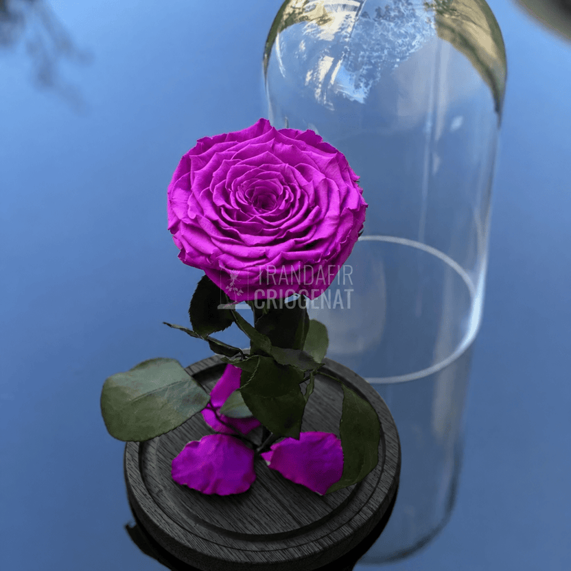 Trandafir criogenat mov deschis în cupolă de sticlă 12 × 25 cm, cu mesaj - Trandafir-Criogenat.ro