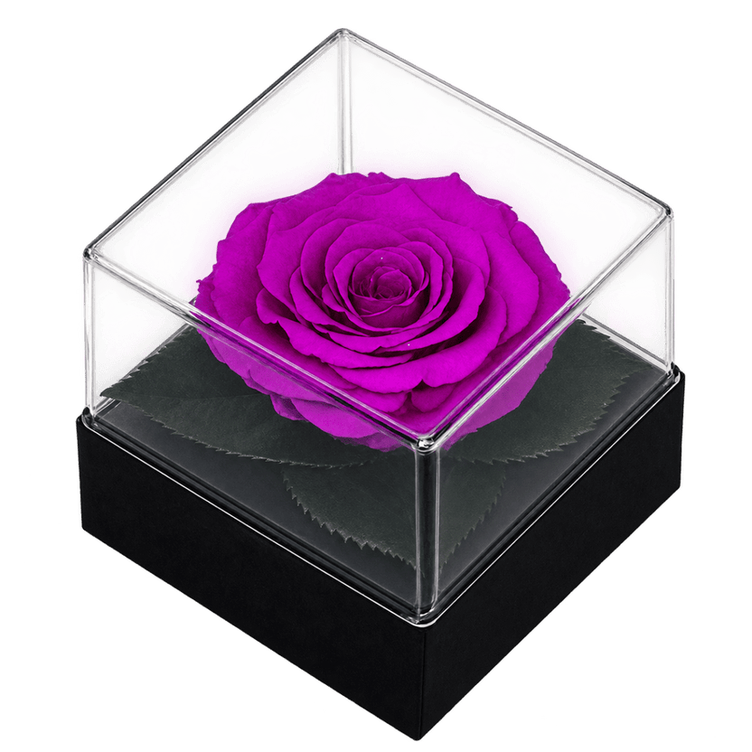 Trandafir criogenat mov în cutie cadou 10 × 10 × 11 cm - Trandafir-Criogenat.ro