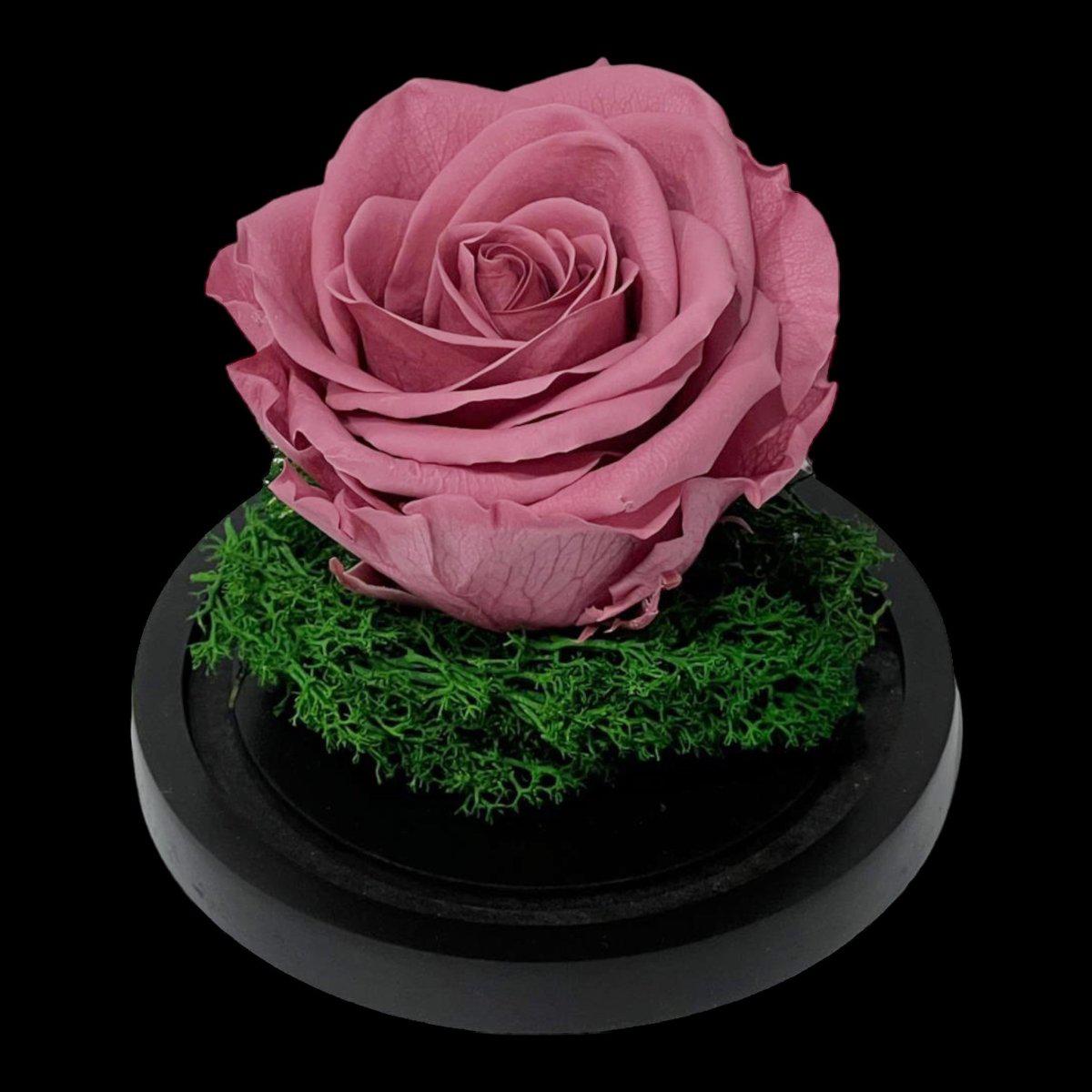 Trandafir Criogenat Mov Pudrat Cu Cupolă De Sticlă Pentru Cadou Nemuritor 25 Ani - Trandafir - Criogenat.ro