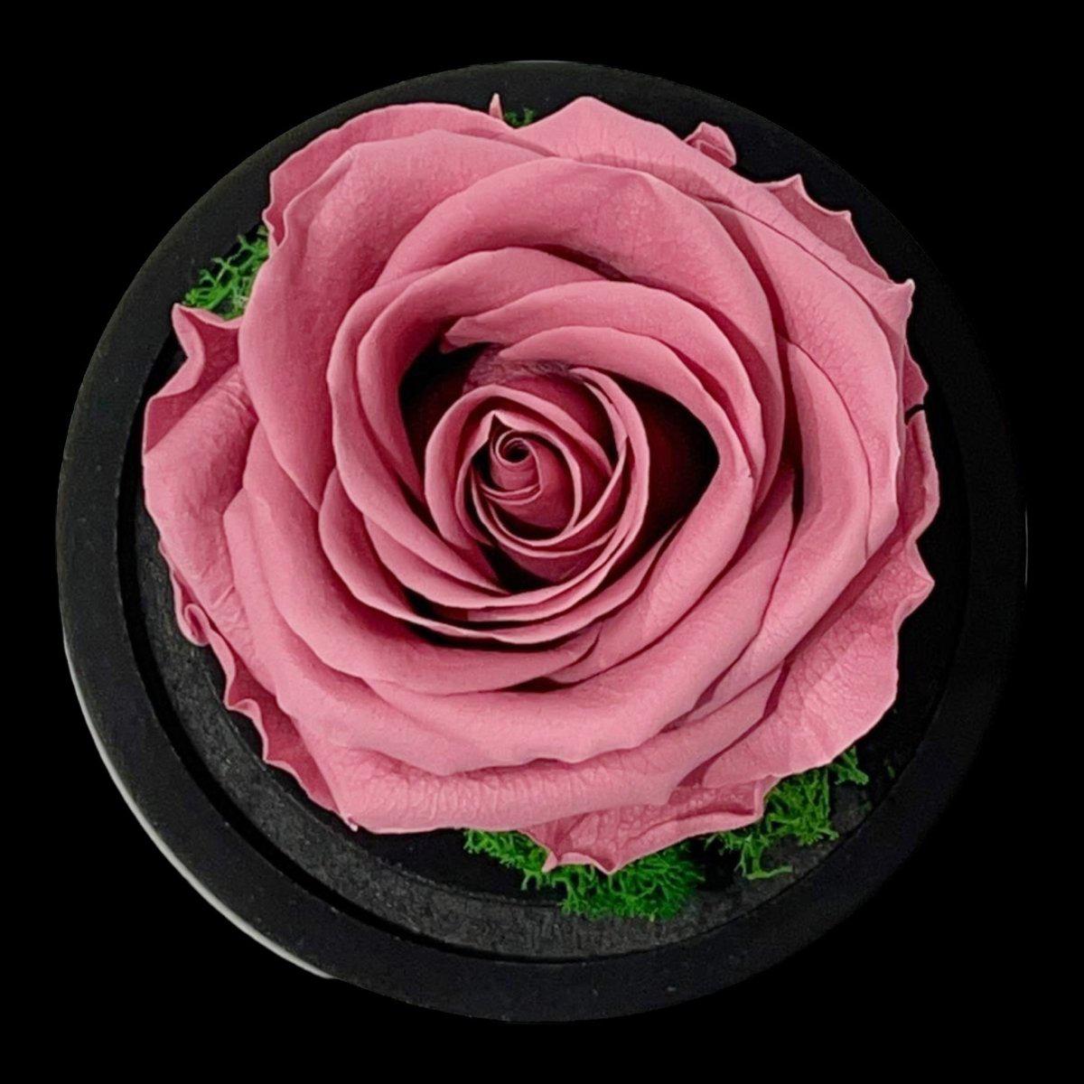 Trandafir Criogenat Mov Pudrat Cu Cupolă De Sticlă Pentru Cadou Nemuritor 25 Ani - Trandafir - Criogenat.ro