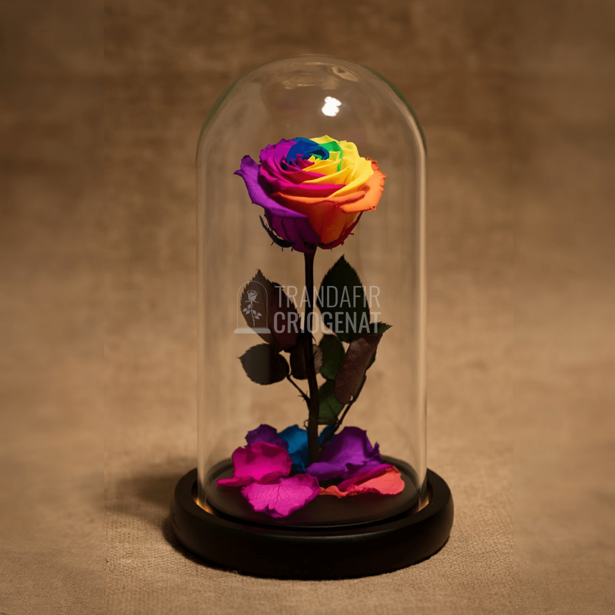 Trandafir Criogenat multicolor Ø6,5cm in cupola de sticla 12x25cm - Trandafir - Criogenat.ro