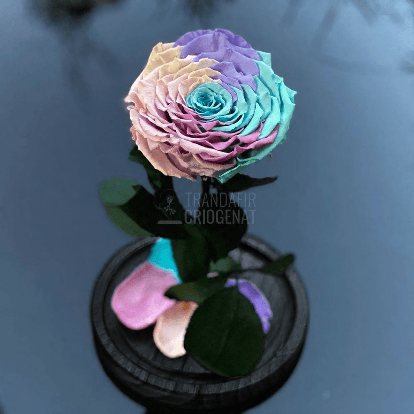 Trandafir criogenat multicolor Ø9,5 cm în cupolă de sticlă 12 × 25 cm, cu mesaj - Trandafir-Criogenat.ro