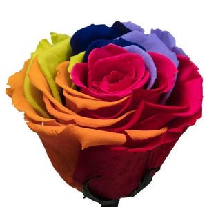 Trandafir Criogenat Multicolor XL Cupolă De Sticlă Cadou Ideal Pentru Dragă - Trandafir - Criogenat.ro