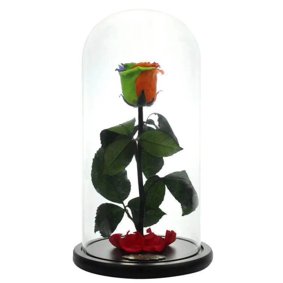 Trandafir Criogenat Multicolor XL Cupolă De Sticlă Cadou Ideal Pentru Dragă - Trandafir - Criogenat.ro
