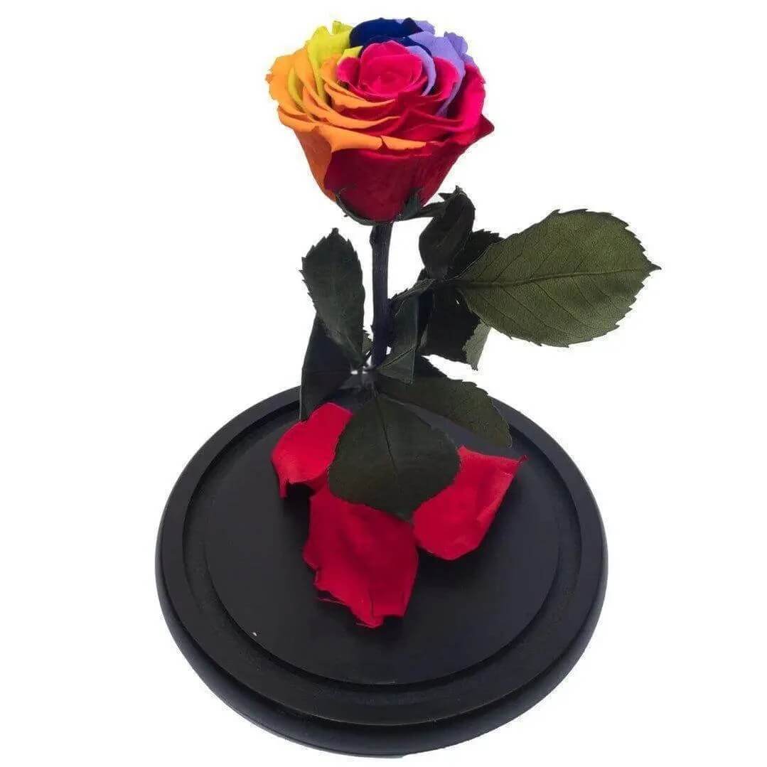 Trandafir Criogenat Multicolor XL Cupolă De Sticlă Cadou Ideal Pentru Dragă - Trandafir - Criogenat.ro