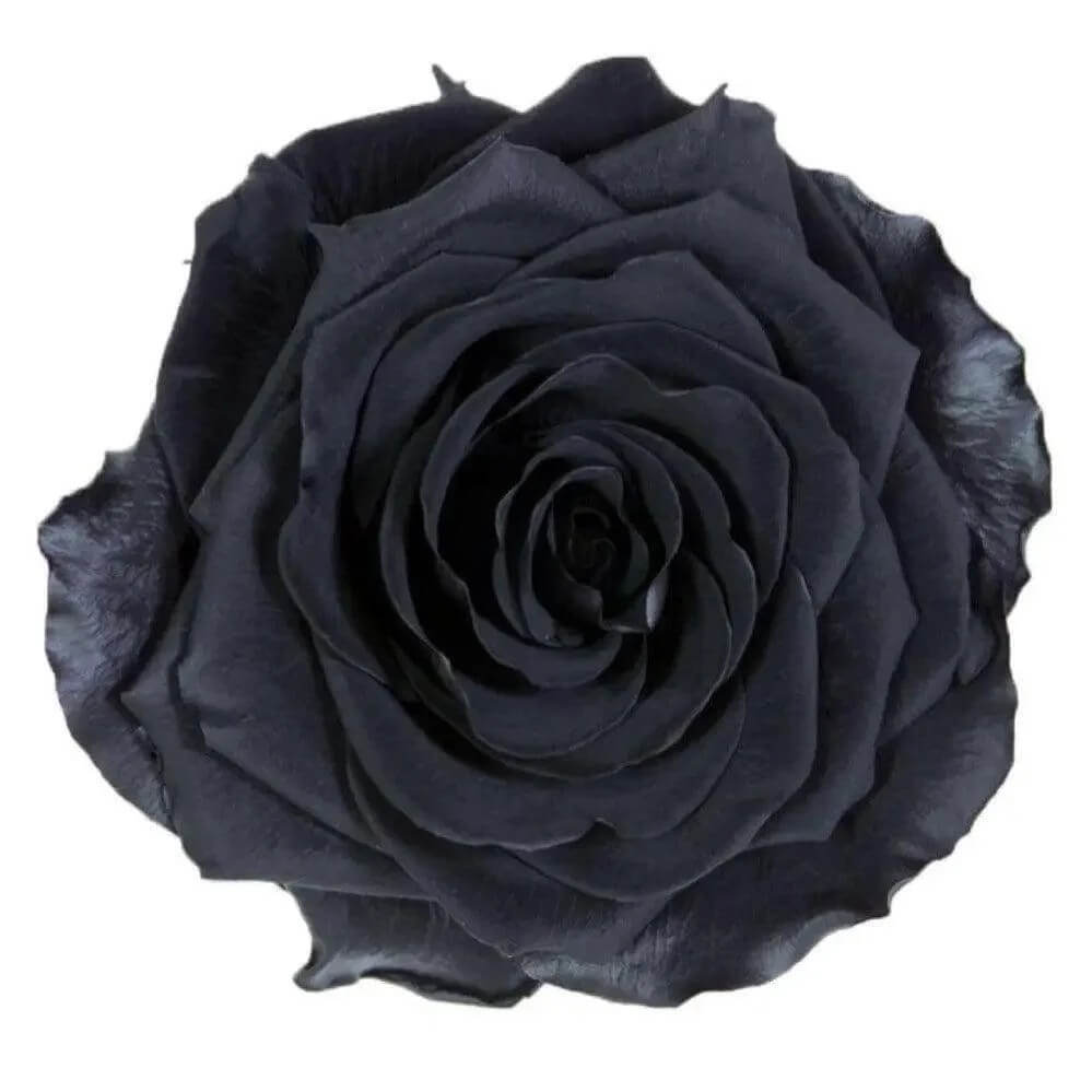Trandafir Criogenat Negru Bonita în Cupolă Elegantă de Sticlă 9,5 cm Cadou - Trandafir - Criogenat.ro