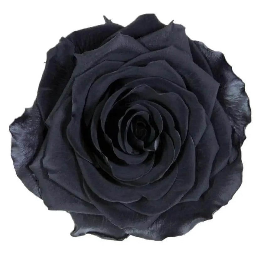Trandafir Criogenat Negru Bonita în Cupolă Elegantă de Sticlă 9,5 cm Cadou - Trandafir - Criogenat.ro
