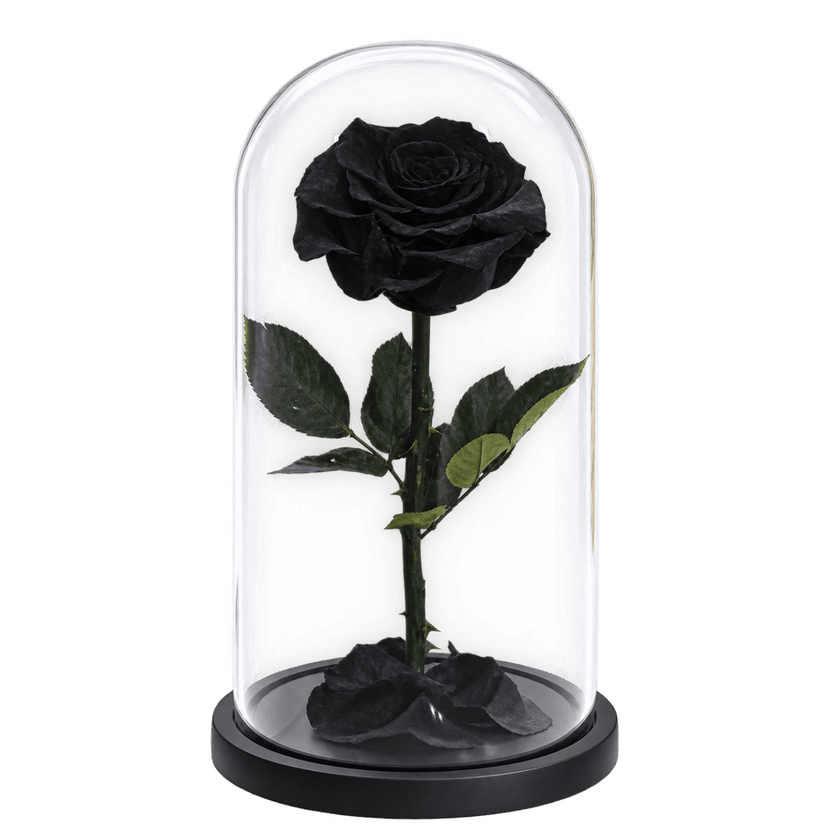 Trandafir criogenat negru în cupolă de sticlă 12 × 25 cm, cu mesaj - Trandafir-Criogenat.ro