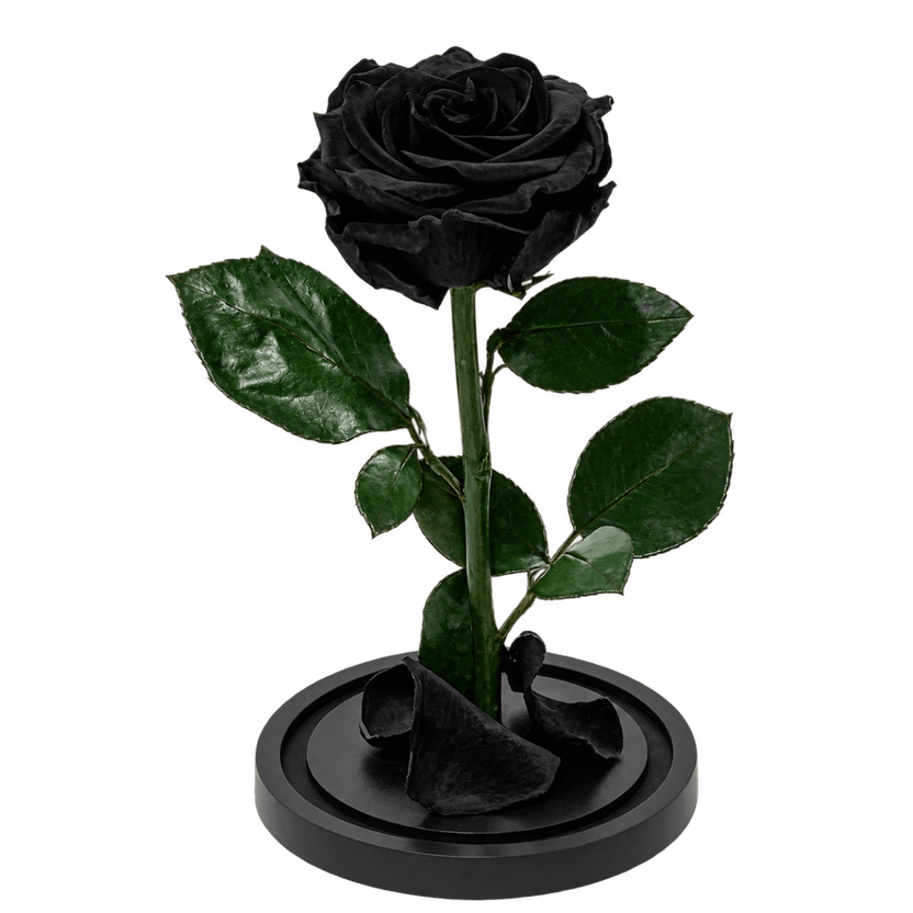 Trandafir criogenat negru în cupolă de sticlă 12 × 25 cm, cu mesaj - Trandafir-Criogenat.ro