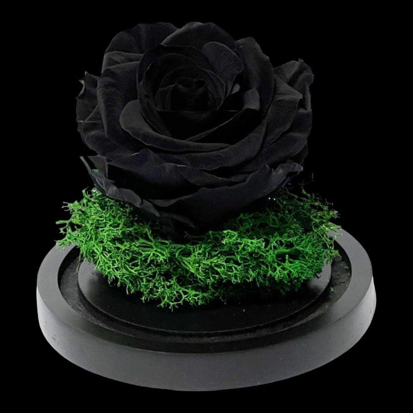 Trandafir Criogenat Negru In Cupola De Sticla 8 Cm Cadou Elegant Pentru Ea - Trandafir - Criogenat.ro