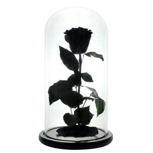 Trandafir Criogenat Negru XL In Cupola De Sticla Cadou Pentru Femei 6,5cm - Trandafir - Criogenat.ro