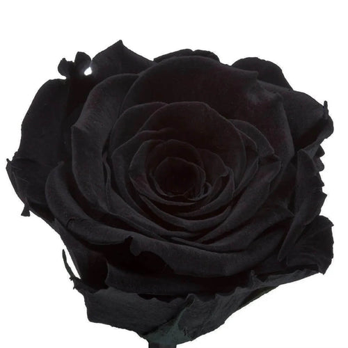 Trandafir Criogenat Negru XL In Cupola De Sticla Cadou Pentru Femei 6,5cm - Trandafir - Criogenat.ro