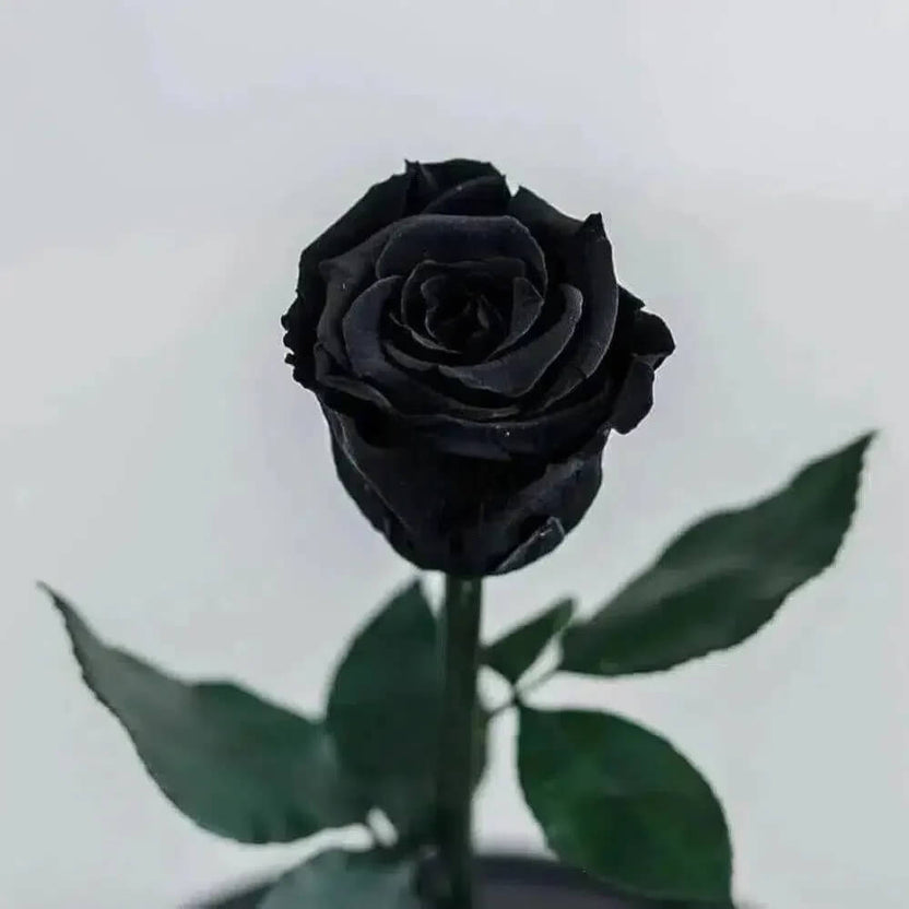 Trandafir Criogenat Negru XL În Cupolă Elegantă Cadou Nemuritor 25 Ani 6,5 Cm - Trandafir - Criogenat.ro