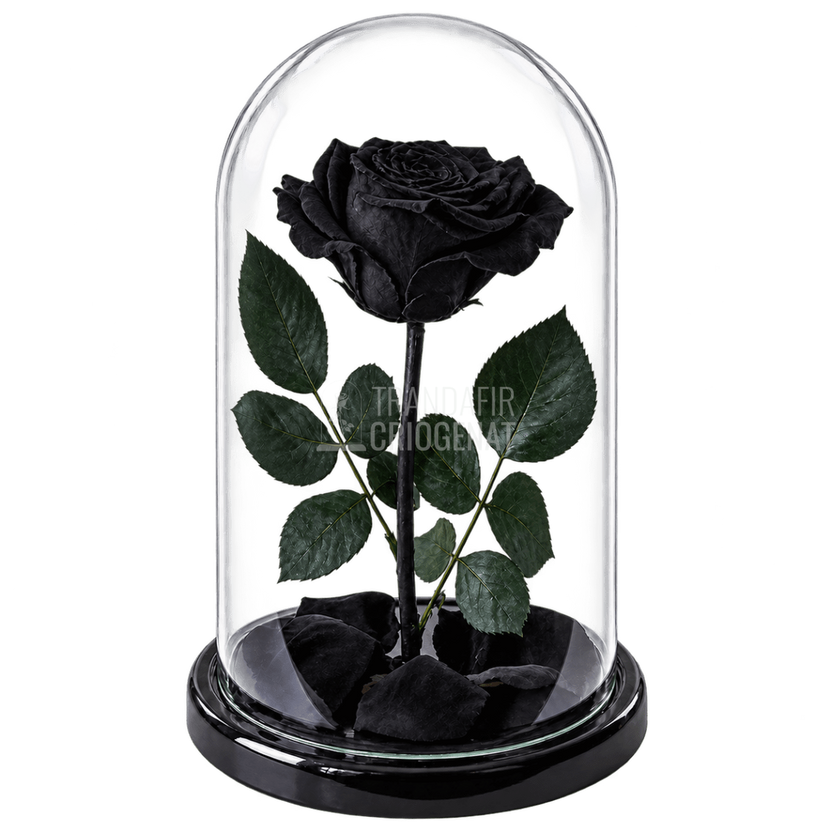 Trandafir criogenat negru XXL în cupolă de sticlă 12 × 25 cm, cu mesaj - Trandafir-Criogenat.ro
