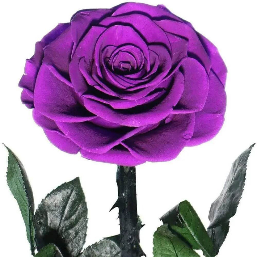Trandafir Criogenat Nemuritor Bonita Purpuriu Cupolă 12x25cm Mesaj Personalizat - Trandafir - Criogenat.ro