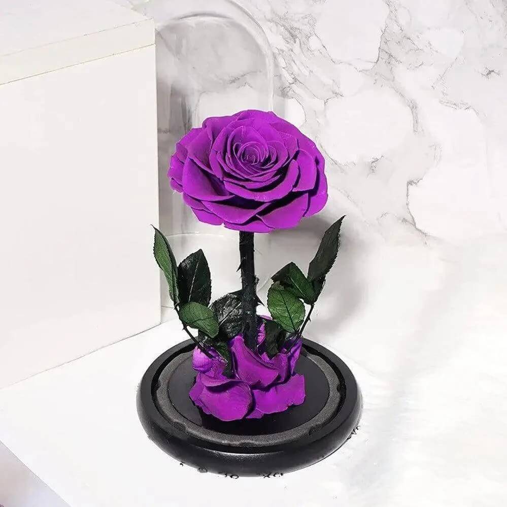 Trandafir Criogenat Nemuritor Bonita Purpuriu Cupolă 12x25cm Mesaj Personalizat - Trandafir - Criogenat.ro